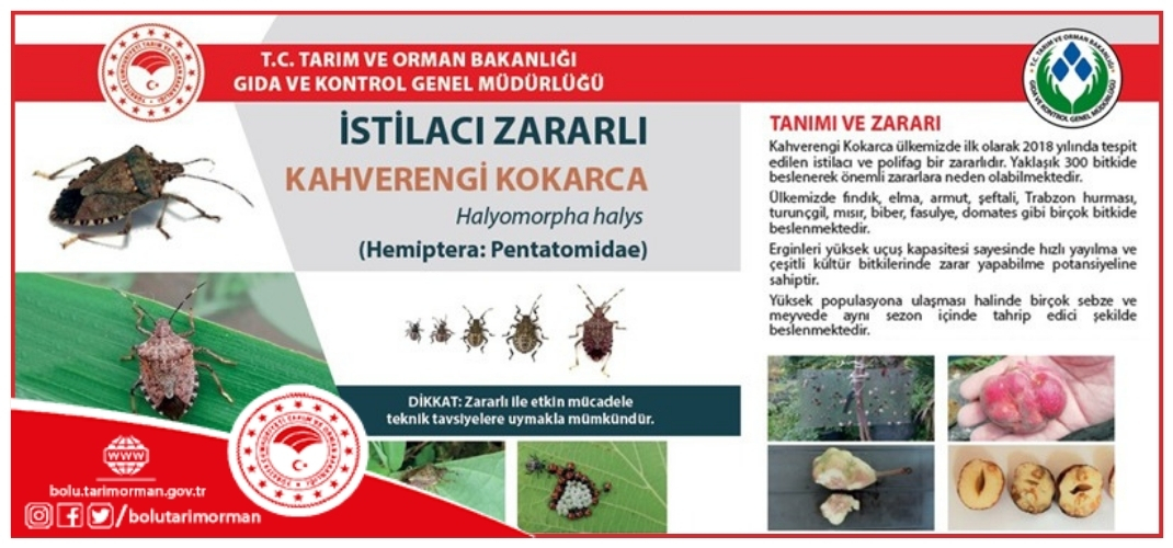 Kahverengi Kokarca (Halyomorpha halys) Zararlısı İçin Kışlak Mücadelesi